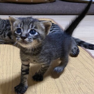 甘えん坊、食いしん坊の元気君！