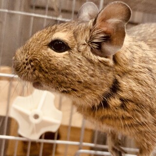 デグー里親様募集