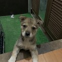 人懐こいおりこうさん♀