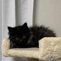 ふわモコ長毛黒猫モップくん