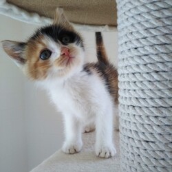 第103回　にゃん☆ぴーす猫譲渡会