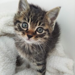 第103回　にゃん☆ぴーす猫譲渡会 サムネイル2