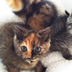 第103回　にゃん☆ぴーす猫譲渡会 サムネイル3