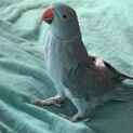 ワカケホンセイインコ里親様決まりました