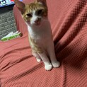 人懐っこくとても慣れています！
