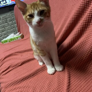 人懐っこくとても慣れています！