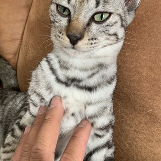 里親募集！