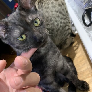 里親募集！