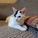 雑種ハチワレ生後6か月男の子＊海くん