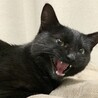 の写真