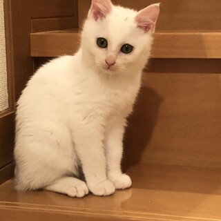 ありがとうございました꙳★*ﾟ可愛らしい白猫坊や