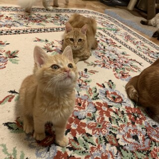 ありがとうございました꙳★*ﾟ可愛い茶虎の坊や