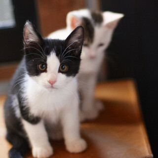 懐っこい兄妹、黒白の品川くん