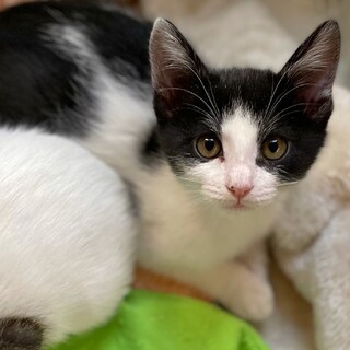 懐っこい兄妹、黒白の世田谷くん