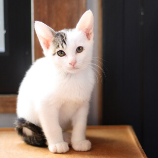 懐っこい兄妹、白キジの杉並くん