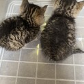 トラネコの子猫の里親募集しています。