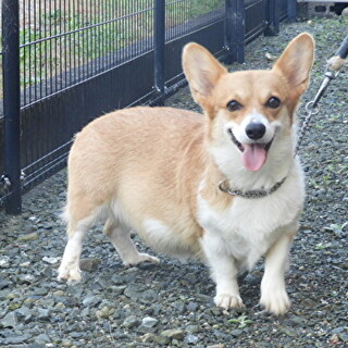 ウェルシュ コーギー ペンブローク 犬 の里親募集情報 ペットのおうち 月間利用者150万人