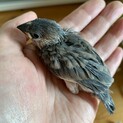 手乗り文鳥のヒナ