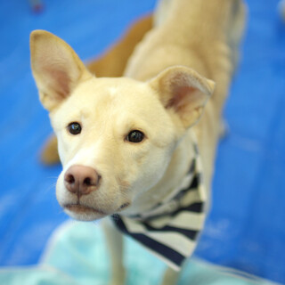 周りをよく見ている 「セロリくん」♂