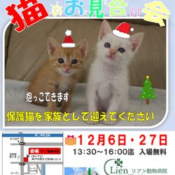 ゆったりほっこりする猫のお見合い会
