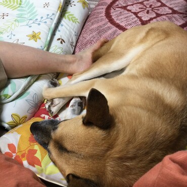 一緒にゴロゴロ
