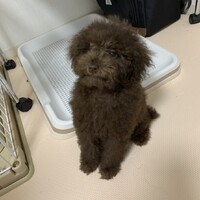 とるて