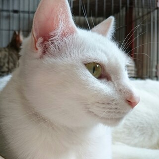 すみっコちゃん卒業　ツンデレのずーちゃん