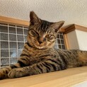 クールな男の子★きんつばくん