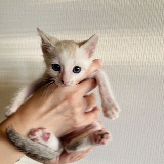 【ブルーアイ】シャムトラのなるとくん/兄弟ペア