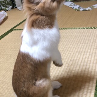 素敵な里親様が見つかりました