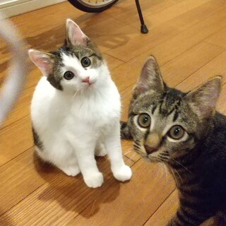 仲良し兄妹❣️2匹一緒でお願いします。