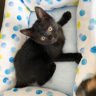 ９月生まれの木材っ子３兄妹　オーク♂