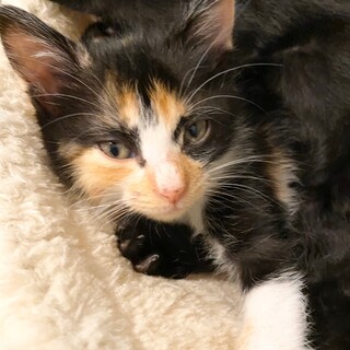 ９月生まれの木材っ子３兄妹　メープル♀