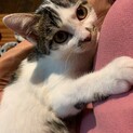 可愛い甘えん坊さんの小町ちゃん