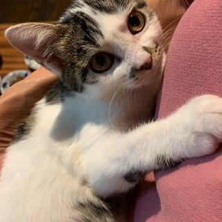 可愛い甘えん坊さんの小町ちゃん