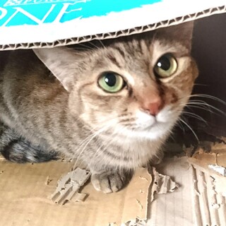 撫でられるの大好き　麦わら模様の「まりちゃん」