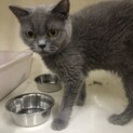 ブリティッシュショートヘア