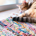 トライアル決定^_^ むぎわら猫のミッシェル
