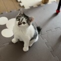 甘えん坊でやんちゃなサバ白ちゃん