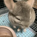 チンチラ里親募集