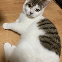 おっとり甘えん坊のキジシロ男子！
