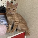 シャイな茶トラ男子！