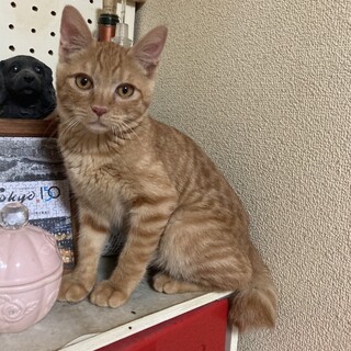 シャイな茶トラ男子！