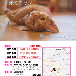 Sakai♥猫活　譲渡会