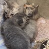 生まれて1ヶ月位の４兄妹