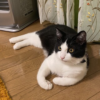 元気いっぱい綺麗なハチワレくん