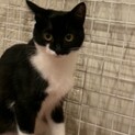 ツンデレくまちゃん、里親さん募集