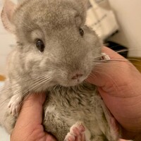 まろ