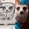 りっぽこ