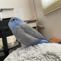 マメルリハ